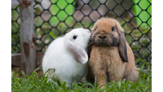 Two rabbits sitting on grass, one white and one brown, with a wire fence in the background. The white rabbit leans playfully on the brown one.
