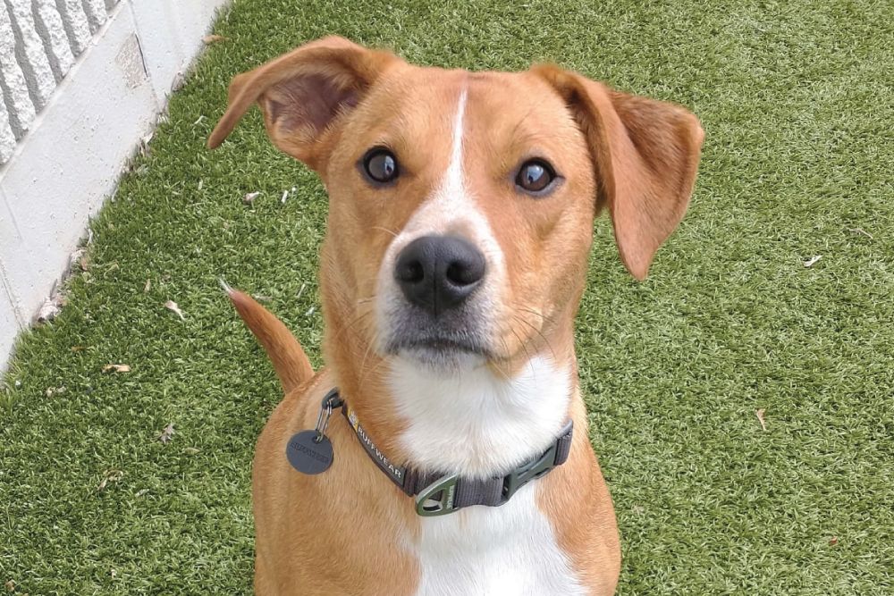 A tan and white mixed-breed dog wearing a grey collar looks attentively at the camera while standing on green artificial grass next to a light-colored wall