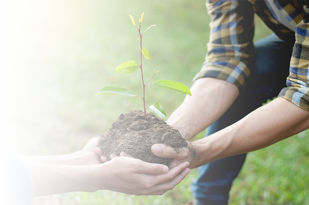 Hands planting a sapling together