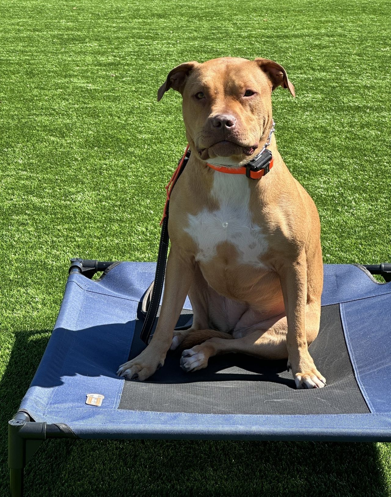 Red-nose Pit Bull mix sitting calmly on an elevated dog cot during place command training on outdoor turf