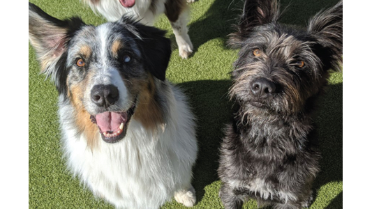 Two dogs look excitedly at the camera