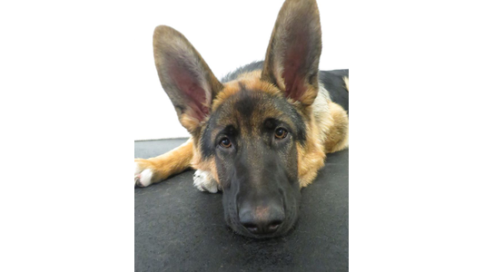 a German Shepherd lying flat on a black, textured surface against a plain white background. The dog rests its head low near its white-tipped front paws and looks directly at the camera with large, prominent, upright ears