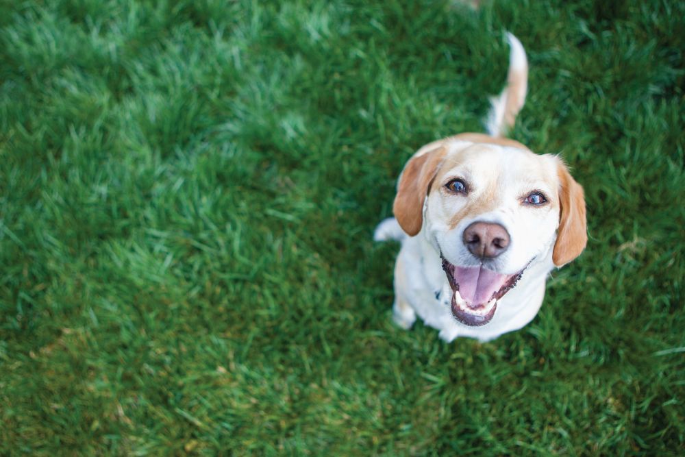 dog playing