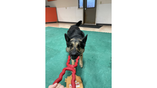 German Shepherd gripping a red tug toy during interactive playtime on padded mats