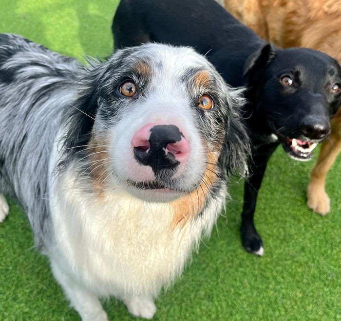 a blue merle Australian Shepherd with a striking pink and black nose looking curiously directly into the camera, standing on green artificial turf with a black dog and a tan dog in the background