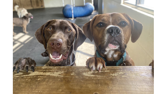 Two brown dogs smiling