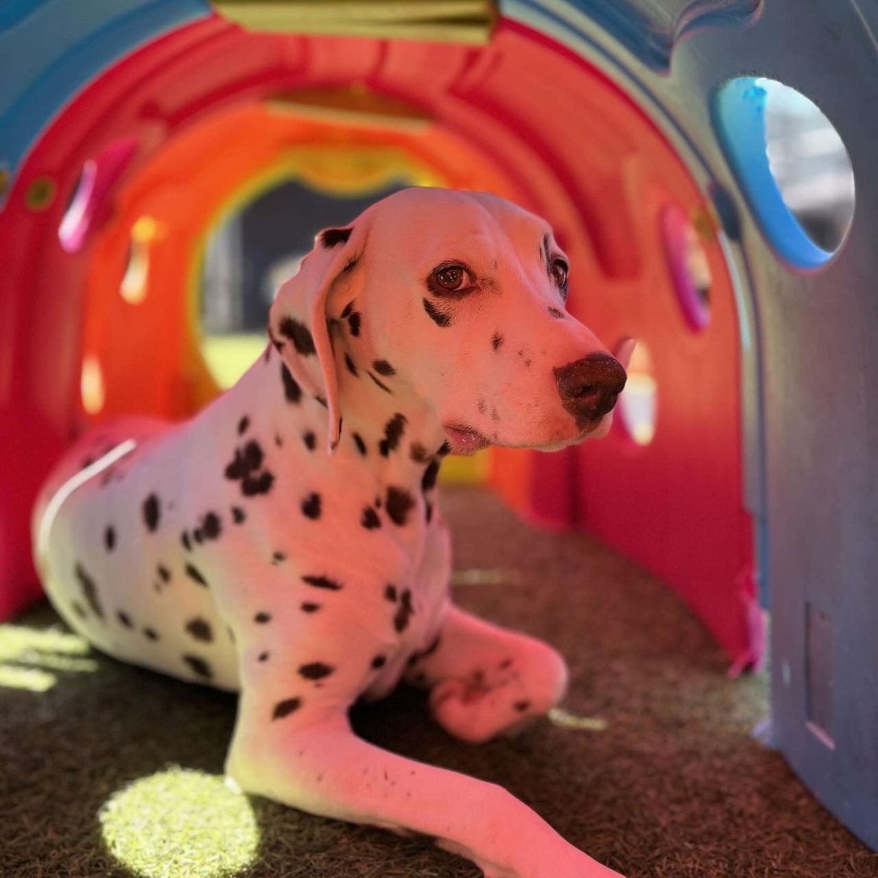 A Dalmatian resting inside a brightly colored pink and blue plastic play tunnel on green artificial turf, looking to the side