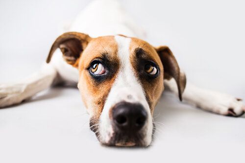 a brown and white dog lying flat on a plain, light background, looking up toward the camera with wide, expressive "puppy dog" eyes