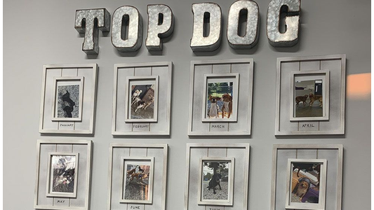 A wall display featuring galvanized metal letters spelling "TOP DOG" above rows of framed photos honoring dogs of the month