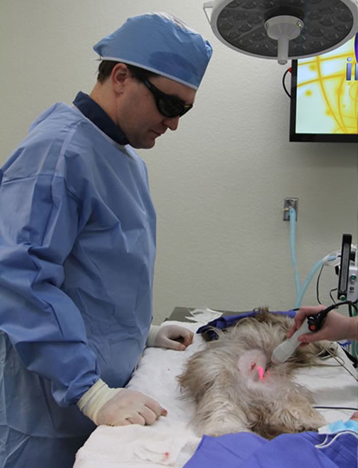 doctor supervising dog