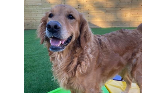 A happy Golden Retriever standing outdoors on green turf, smiling with its mouth open toward the camera