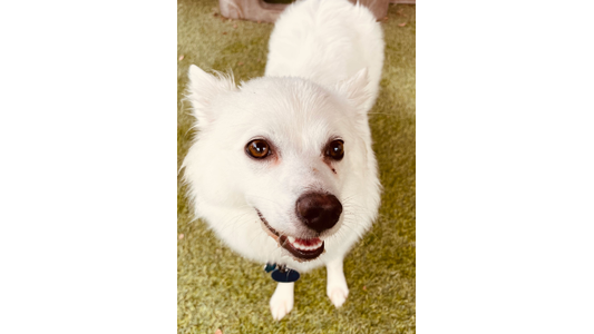 Smiling-dogs