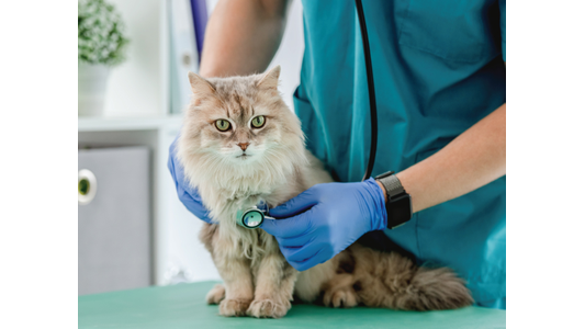 A fluffy grey and brown cat sits on a green veterinary exam table while a veterinarian wearing teal scrubs and blue gloves listens to its chest with a stethoscope