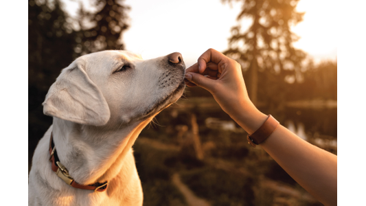 A person feeding a treat to a white dog outdoors with trees in the background.