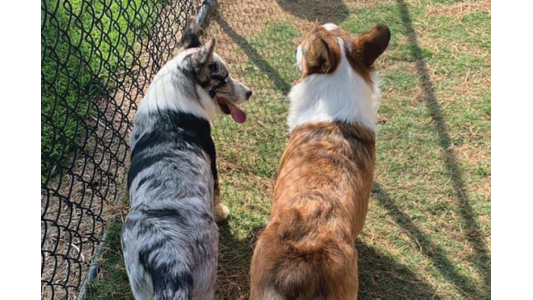 Blue merle Corgi and red Corgi standing side by side along the fence line of a grassy outdoor play yard