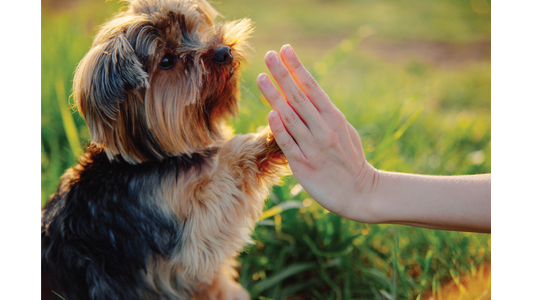 A small Yorkshire Terrier dog giving a high-five to a person's hand outdoors