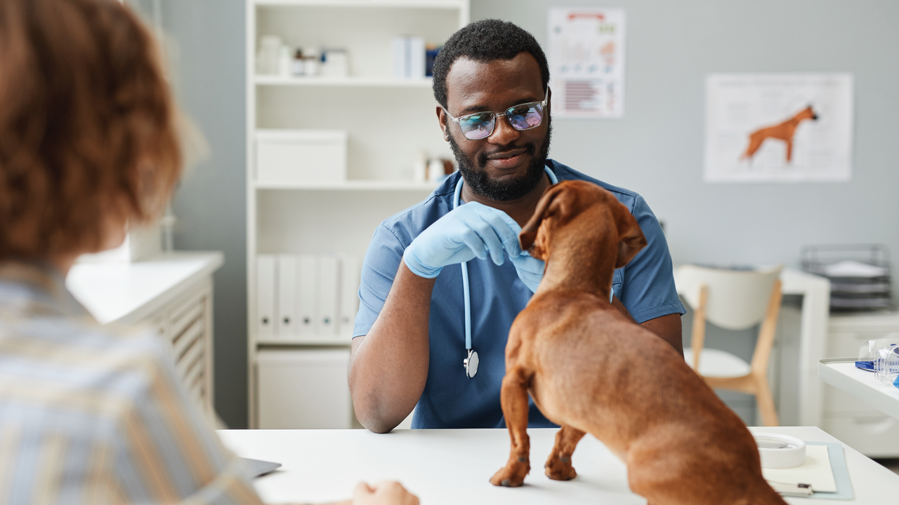 Veterinarian examining a dachshund at Shelter Island Veterinary in Point Loma, San Diego.