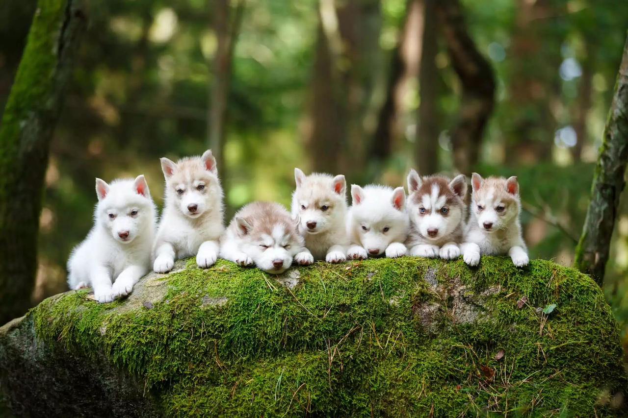 Litter of seven fluffy Siberian Husky puppies lined up on a moss-covered rock in a forest
