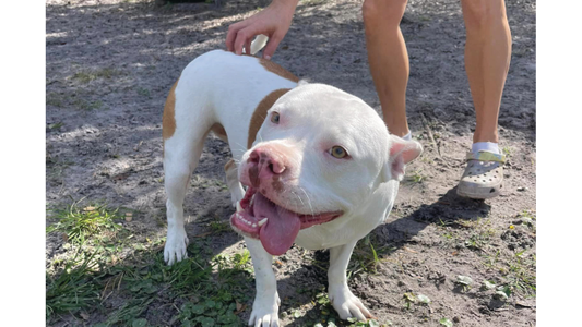 A happy white and brown pit bull mix panting cheerfully while receiving back scratches outdoors on a dirt path