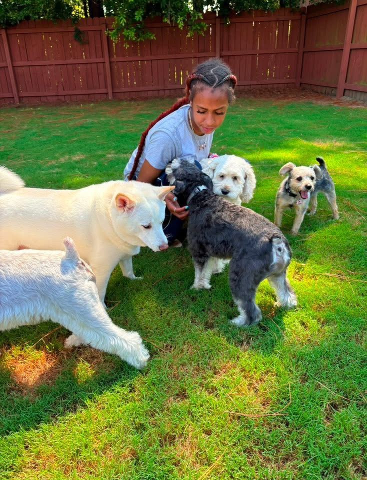 A female staff member on a bright grassy lawn to pet a fluffy grey dog, surrounded by four other dogs of various breeds, including a large white dog and a small terrier, in an outdoor play area enclosed by a tall brown wooden fence
