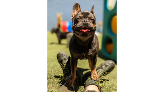 Smiling black and tan French Bulldog standing on a staff member’s boots in a sunny outdoor dog daycare play yard
