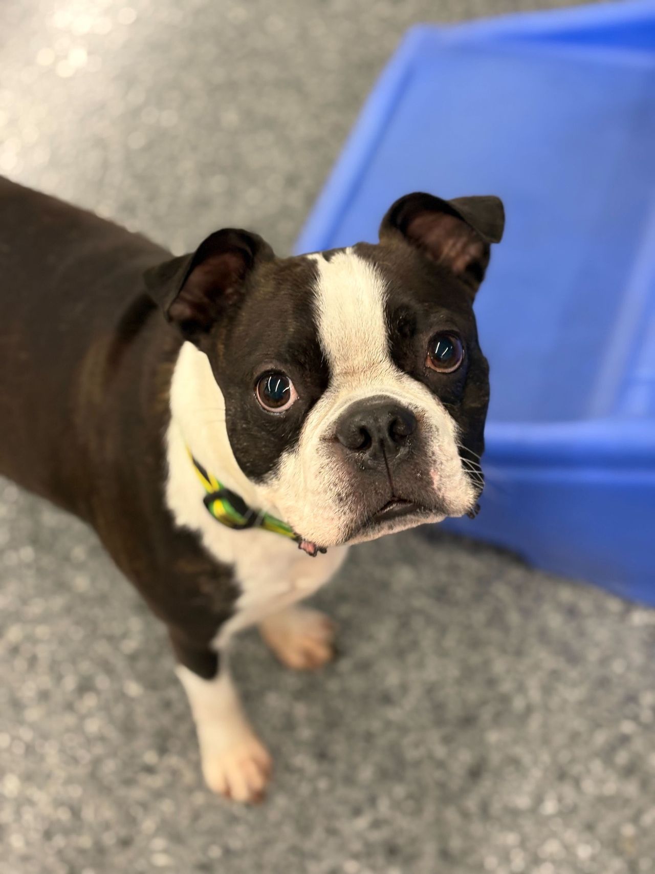 A black and white Boston Terrier wearing a colorful collar stands on a speckled grey floor, looking directly up at the camera with large, expressive eyes next to a blue plastic play structure in an indoor facility