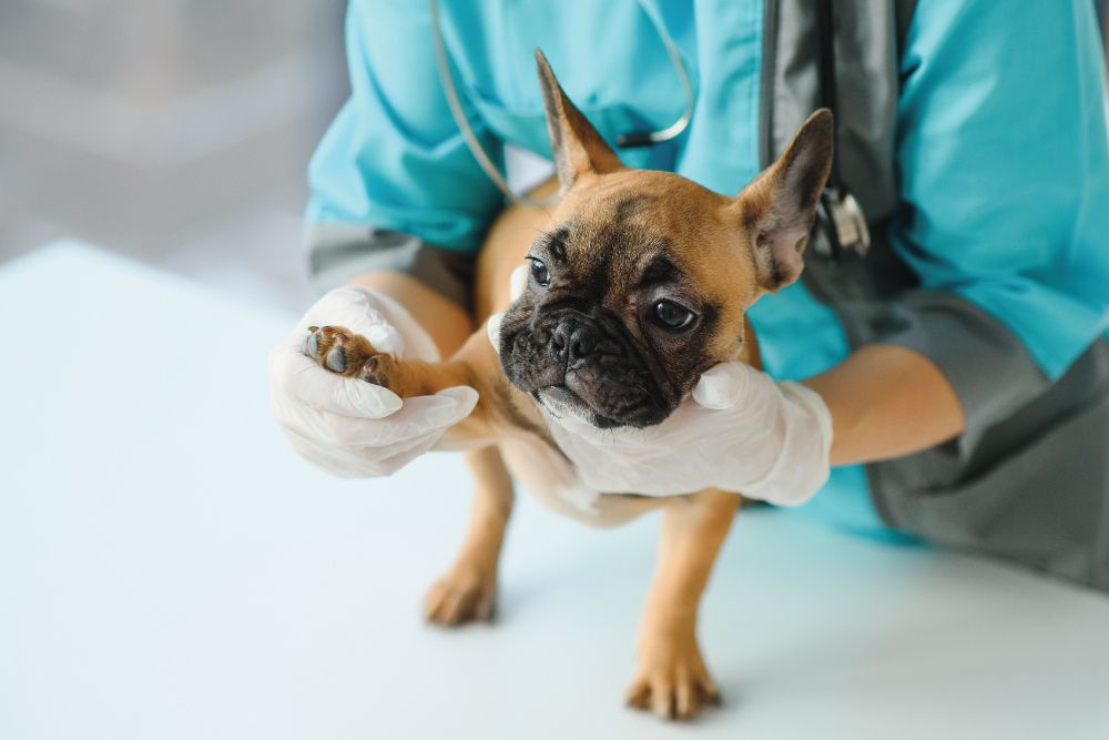 A veterinarian wearing teal scrubs and white gloves gently holding and examining a small brown French Bulldog puppy on a white examination table