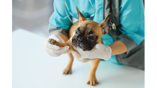 puppy-examined