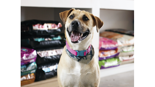 A happy, light brown dog wearing a pink collar and a patterned bandana sits with its mouth open, in front of blurred shelves stocked with large bags of pet food