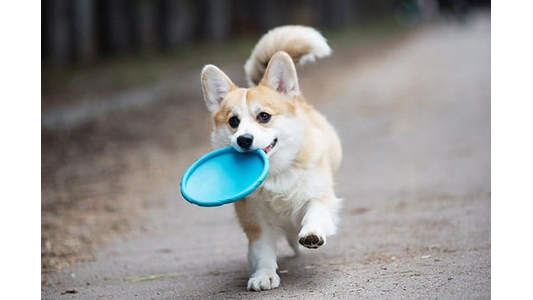 Fluffy corgi trotting down a path carrying a blue flying disc in its mouth