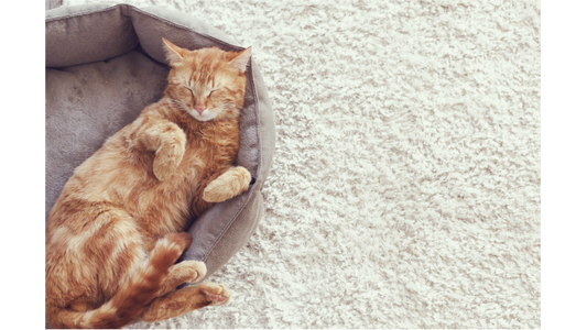 Ginger tabby cat sleeping comfortably on its back in a gray pet bed on a plush rug