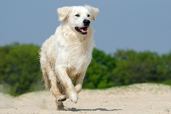 Dog is running