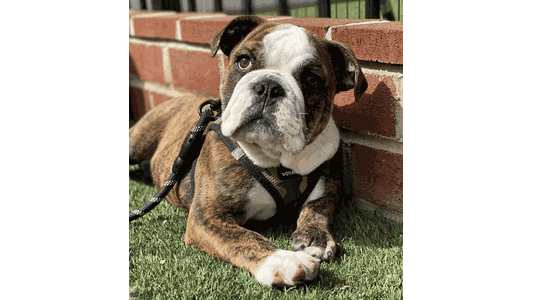 Bulldog