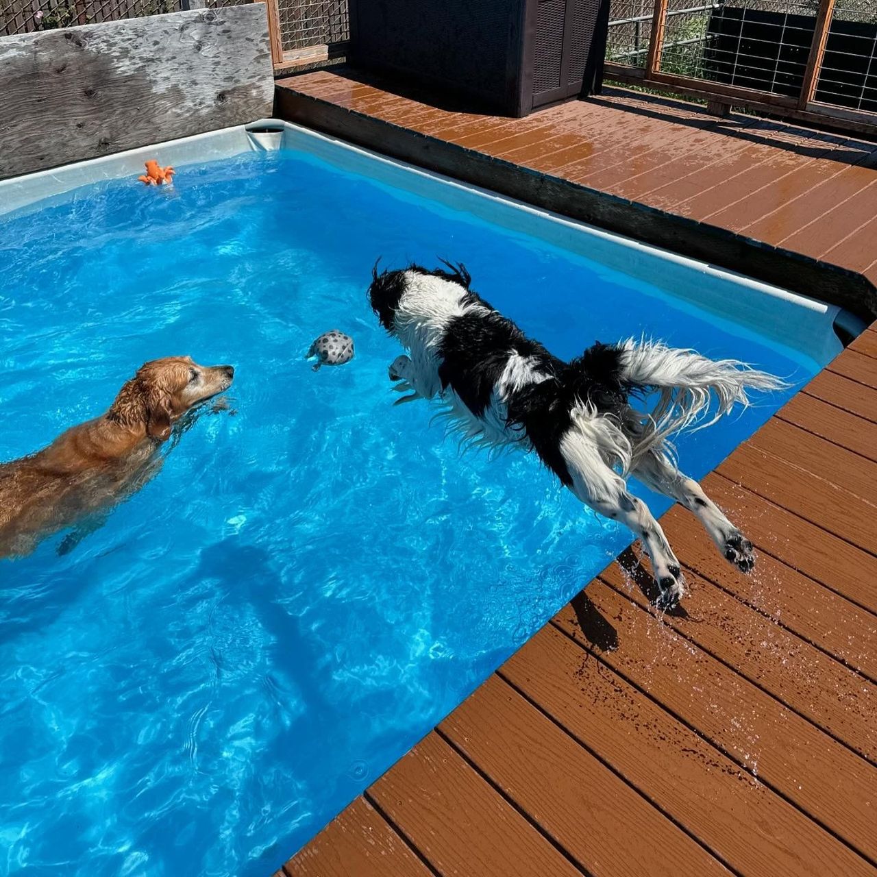 A playful black and white dog leaps into a swimming pool alongside a golden dog, capturing the joy of pets enjoying a refreshing swim