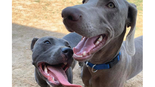 Smiling Weimaraner in a blue collar and a gray pit bull mix with its tongue out posing together in an outdoor play yard
