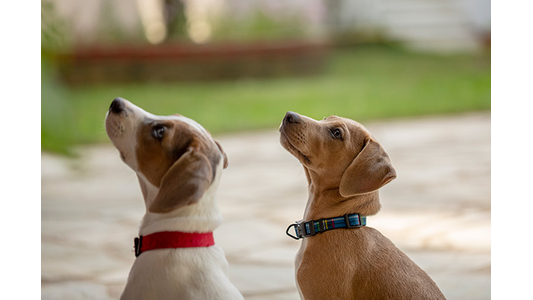 Two dogs wearing collars looking up attentively, likely during a training session