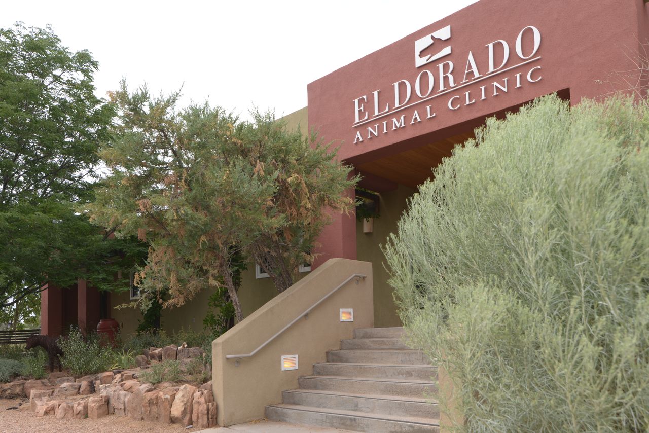 Exterior view of the entrance to El Dorado Animal Clinic, featuring concrete steps leading up to white lettering on a reddish-tan building framed by trees and desert shrubs