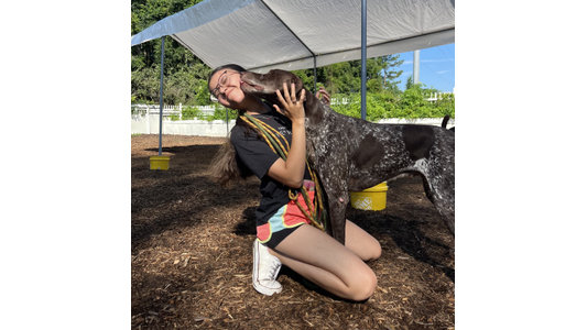 A young woman kneeling outdoors under a canopy shelter, happily receiving an affectionate lick on the face from an older German Shorthaired Pointer