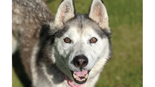 Husky image engaged with staff
