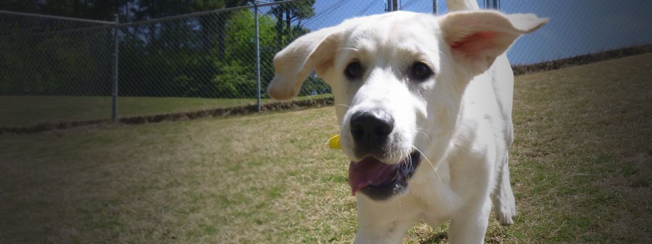 Labrador puppy running at atlanta pet resort
