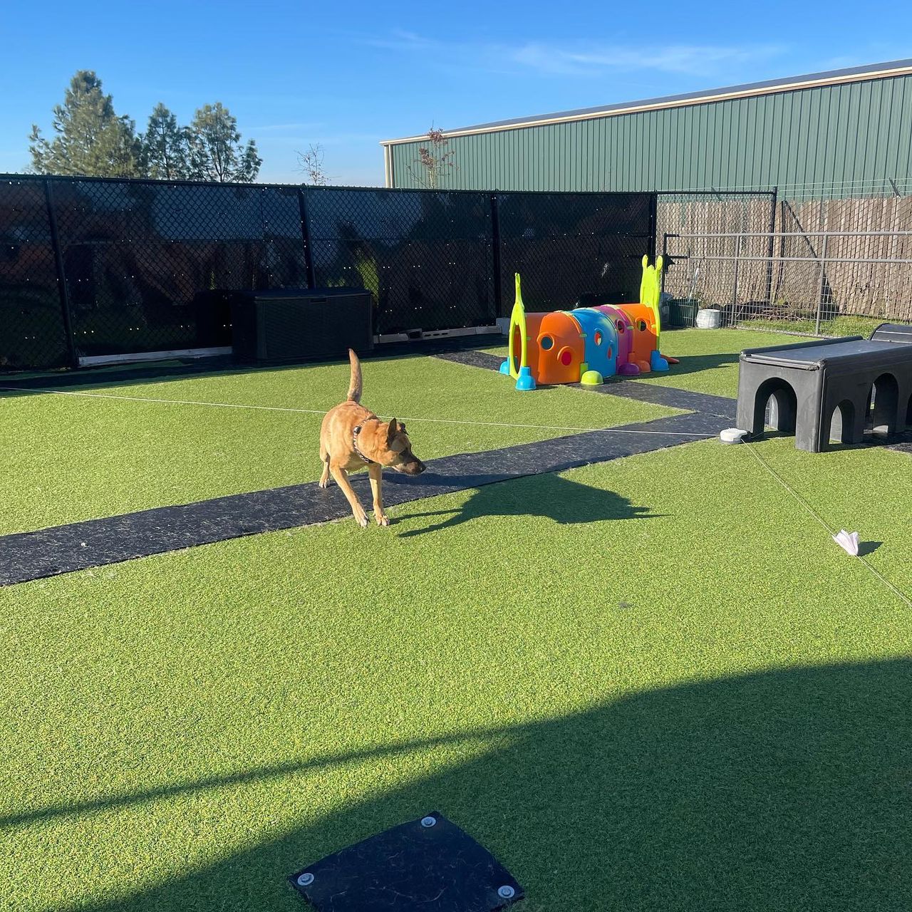 A dog running on an outdoor agility lure course with play equipment in the background