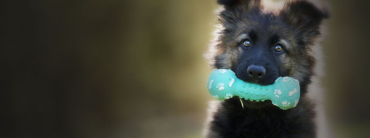 German Shepherd puppy holding a light blue, bone-shaped chew toy in its mouth