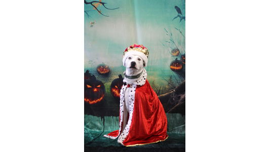 A white dog sits attentively while dressed in a king costume, wearing a red and gold crown and a long red velvet cape with spotted white faux-fur trim. The dog is posed against a spooky Halloween backdrop featuring a misty landscape, glowing jack-o'-lanterns, and a silhouetted bird on a bare branch
