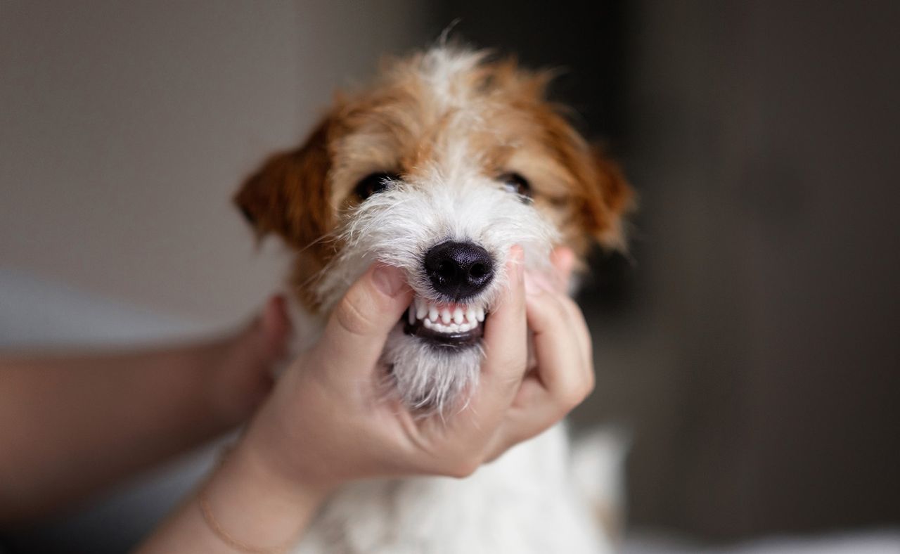Pet dental care