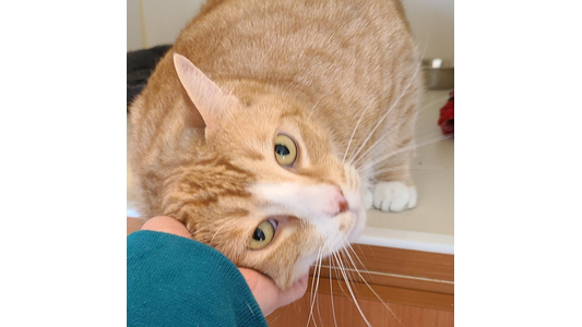 Friendly orange and white cat leaning into a gentle chin rub