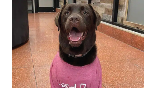 Headshot of Chocolate Lab wearing The Yard Dog t-shirt.