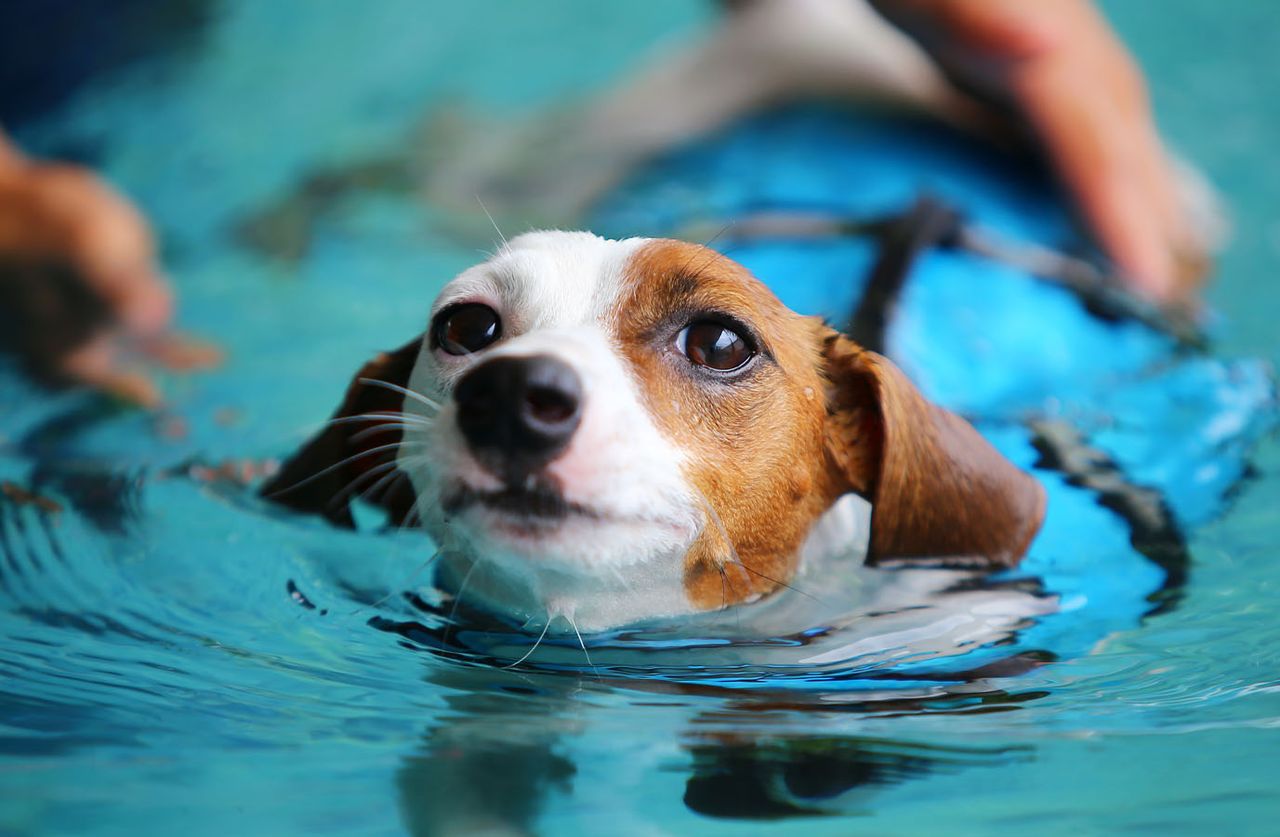 a small brown and white dog swimming in blue water, looking up toward the camera