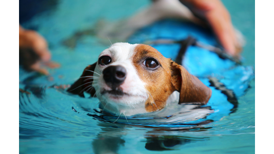 dog swimming