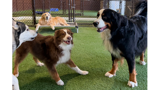 Three dogs, two playing and one lying down, in a play area