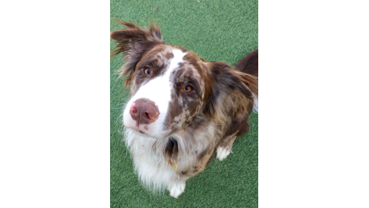 aussie-sitting